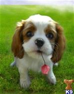 cavalier king charles spaniel puppy posted by TINY PUPPIES